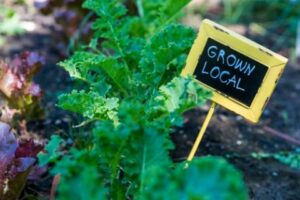 Growing Up: The Benefits of Vertical Farming in a Used Shipping Container