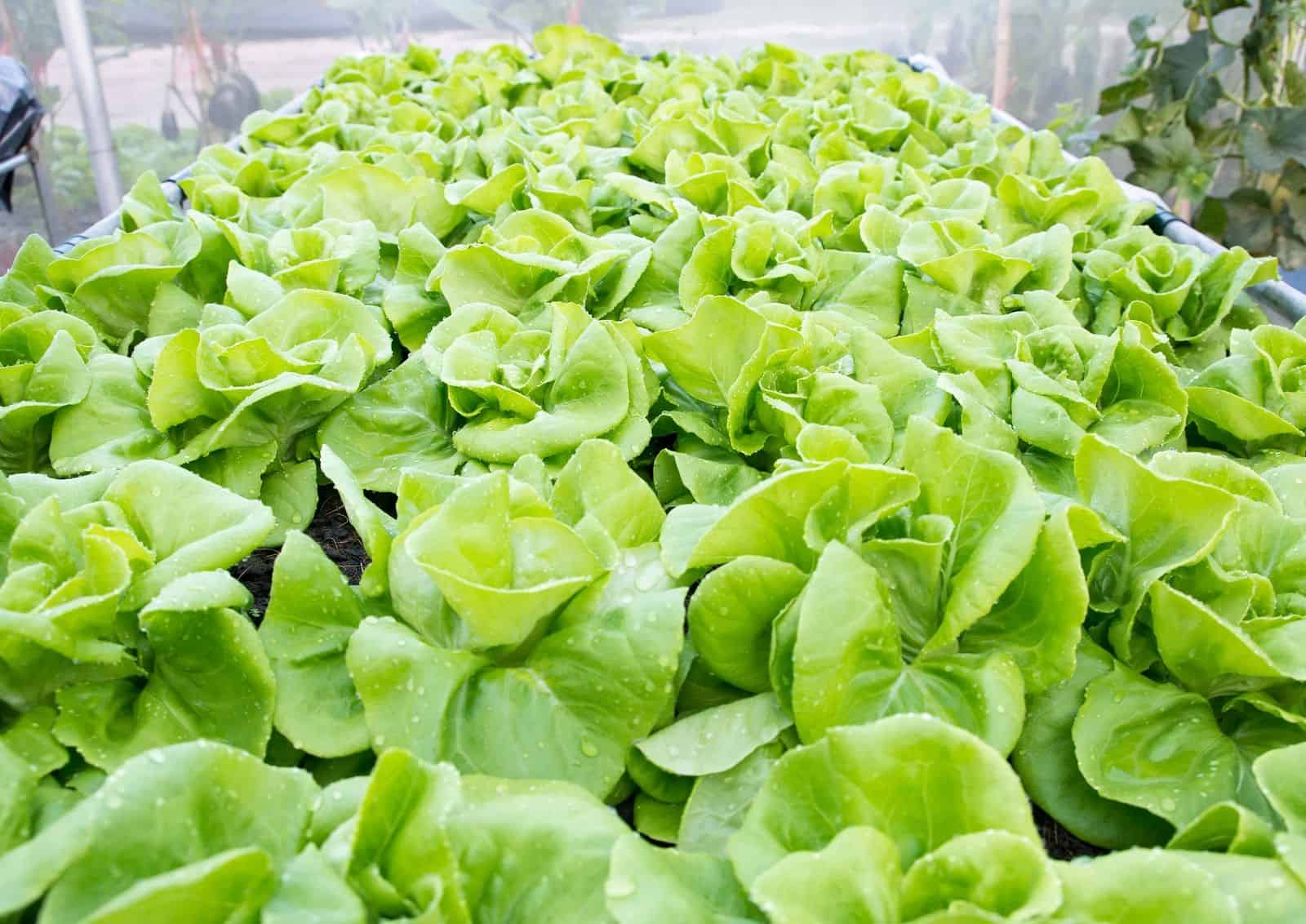 Students Can Convert Used Shipping Containers for Sale to Urban Farms