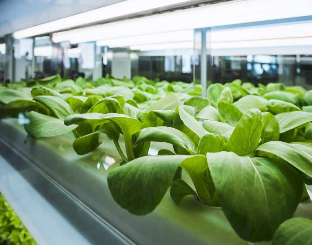 Using Shipping Containers as Functional Space for Urban Gardening